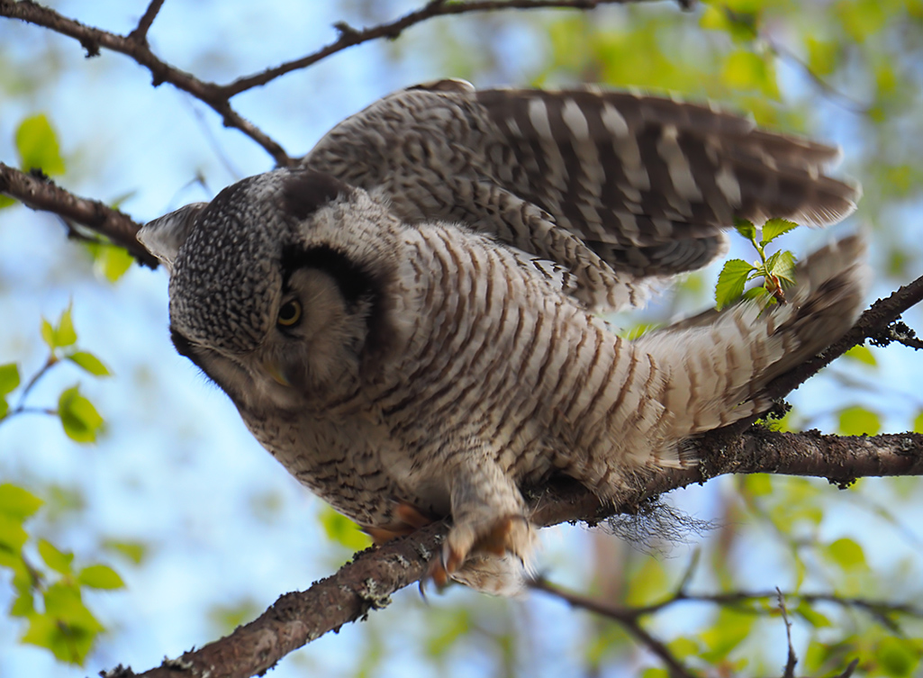 Sperbereule beim Abflug