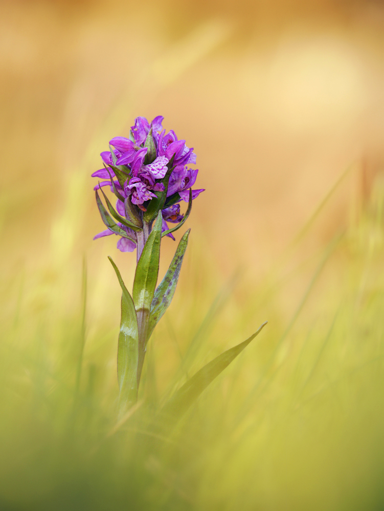 Breitblättriges Knabenkraut (Dactylorhiza majalis)