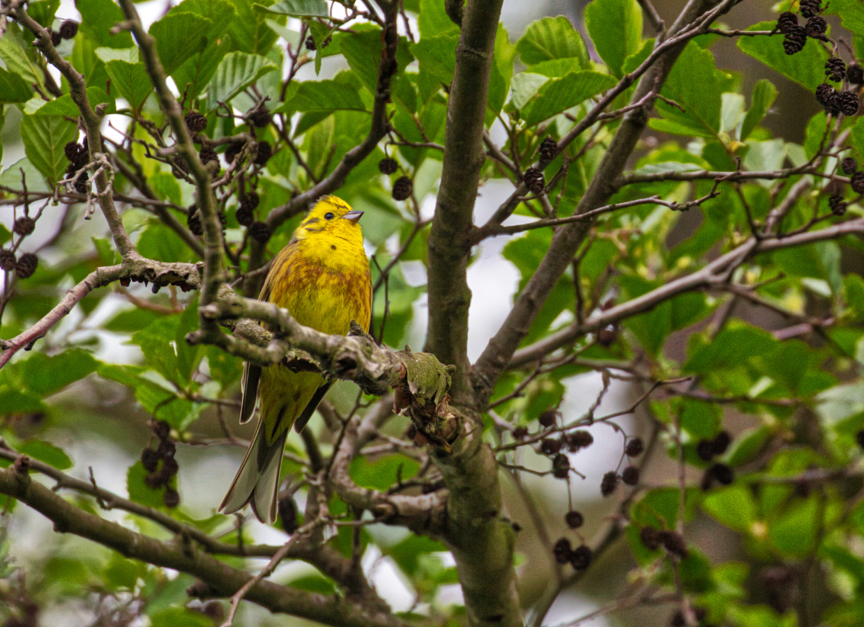 Goldammer (Emberiza citrinella)