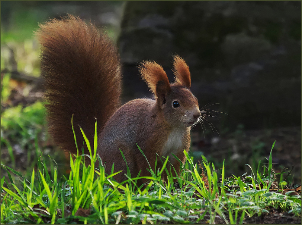 *Hörnchen*