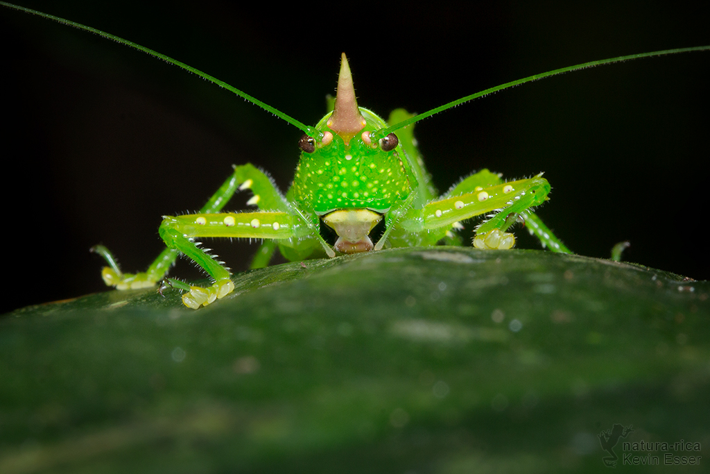 Copiphora rhinoceros