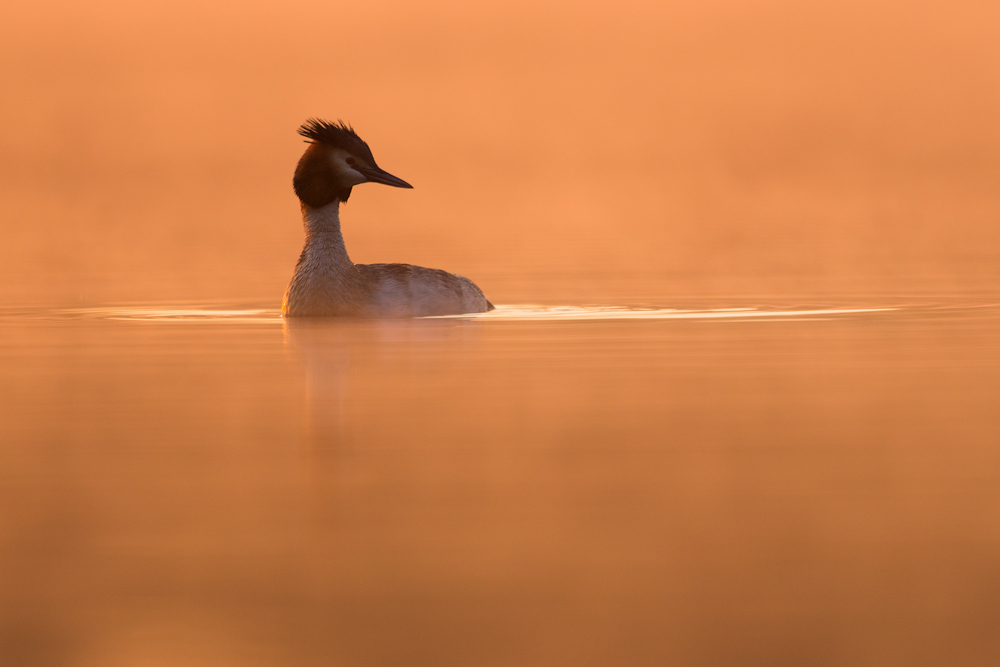 ~ Nebel am See ~