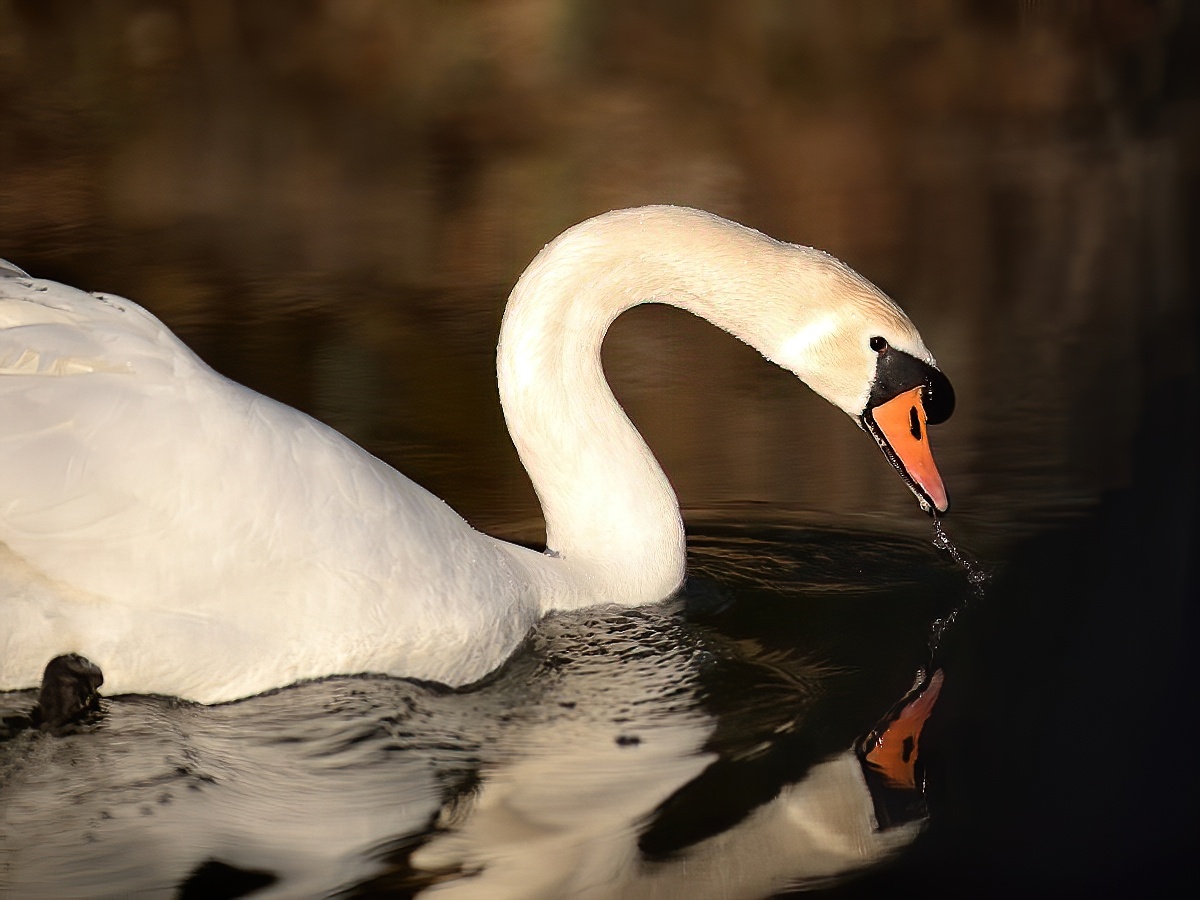 Höckerschwan & Winterabendsonne