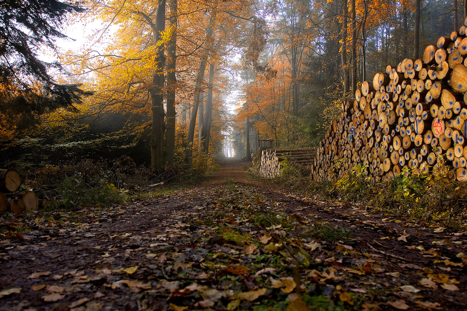 Herbstlicher Forstweg
