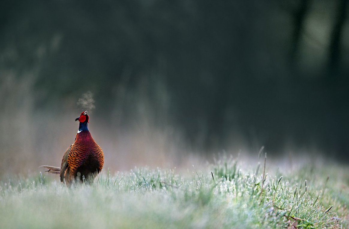 Herbstbalz im Fasanenrevier