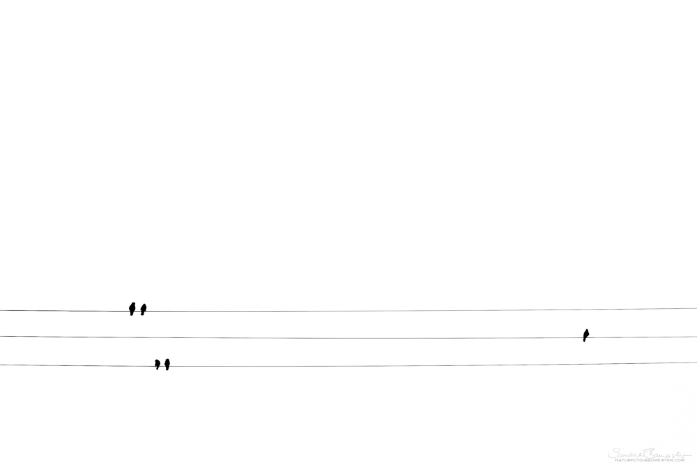 Außenseiter