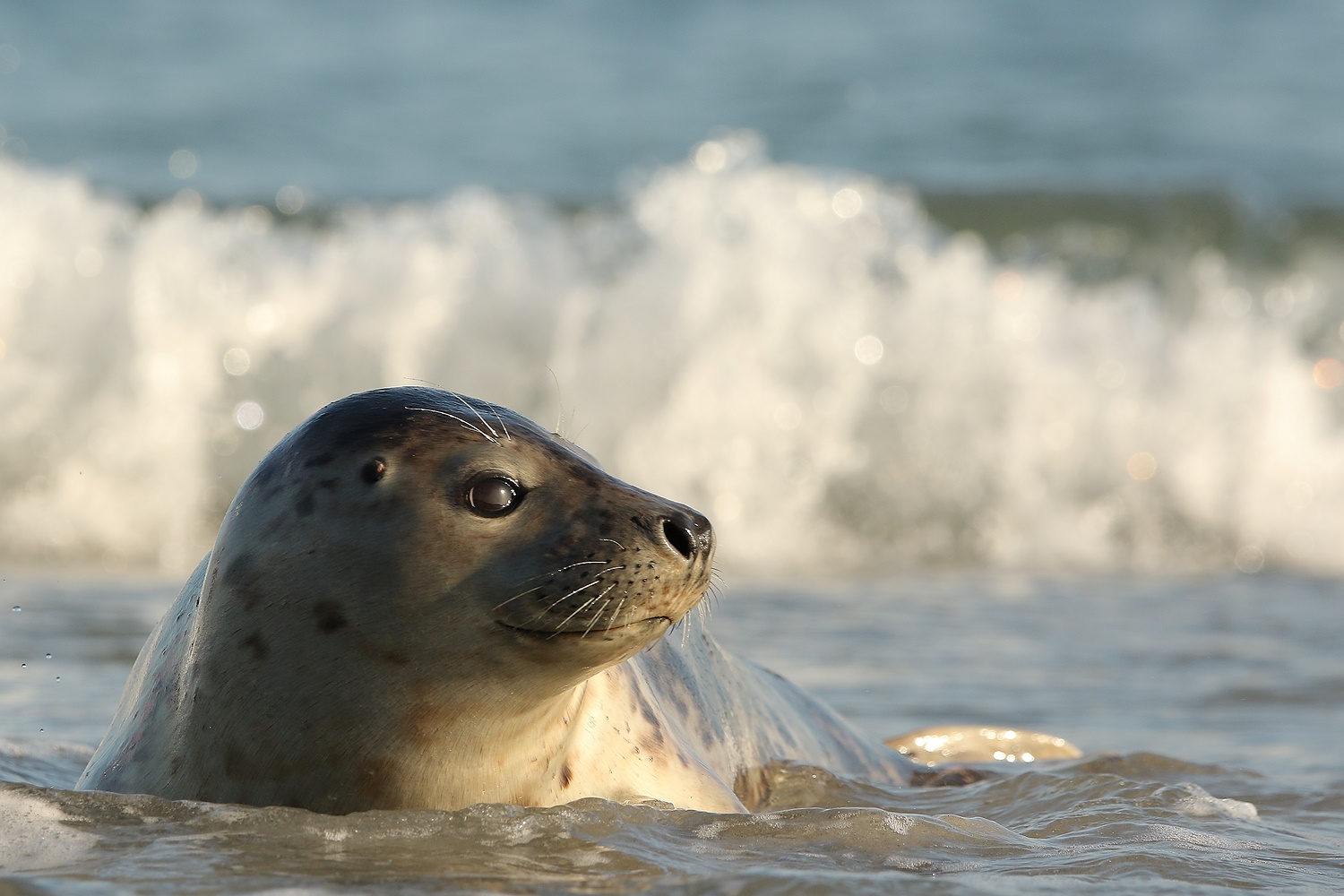 Helgoland