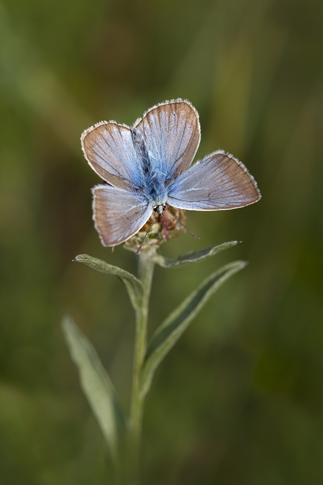 Polyommatus damon