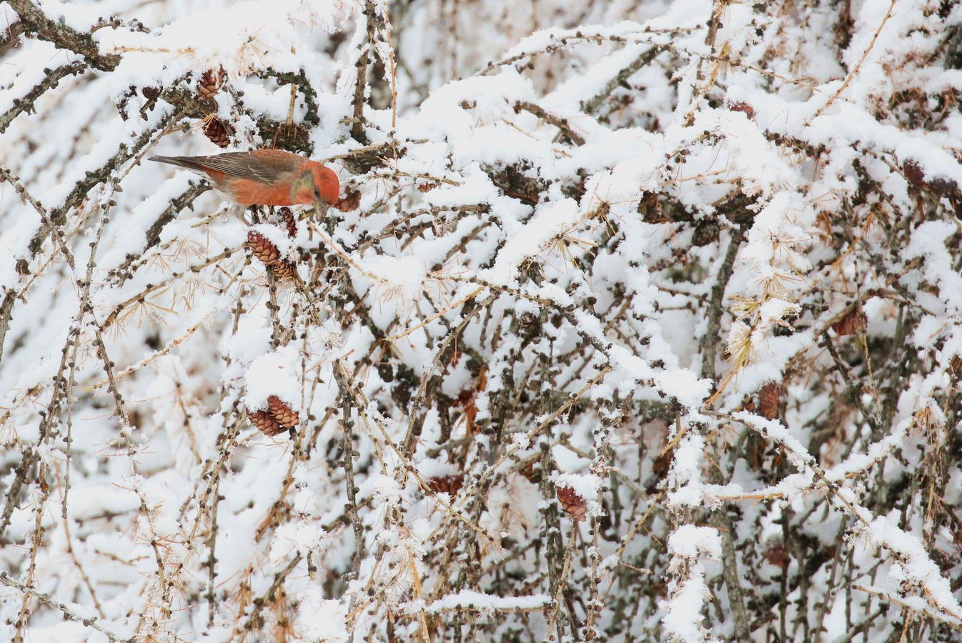 Kleiner roter Vogel