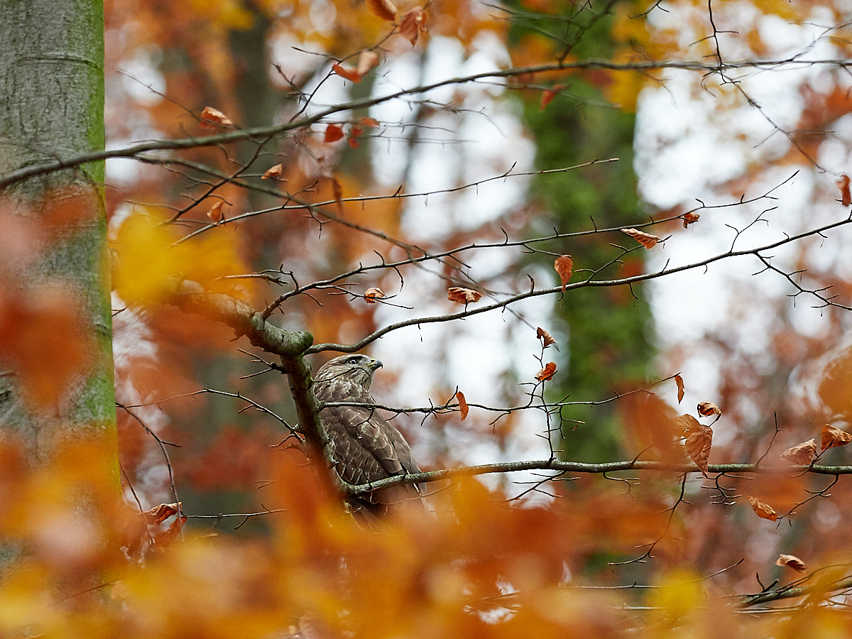 Bussard versteckt im Buchenwald