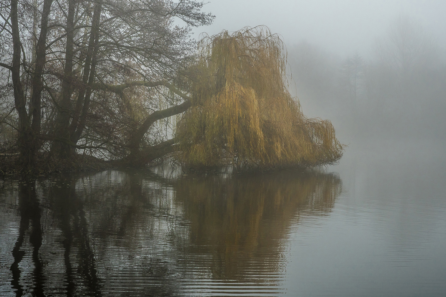 Morgennebel am See