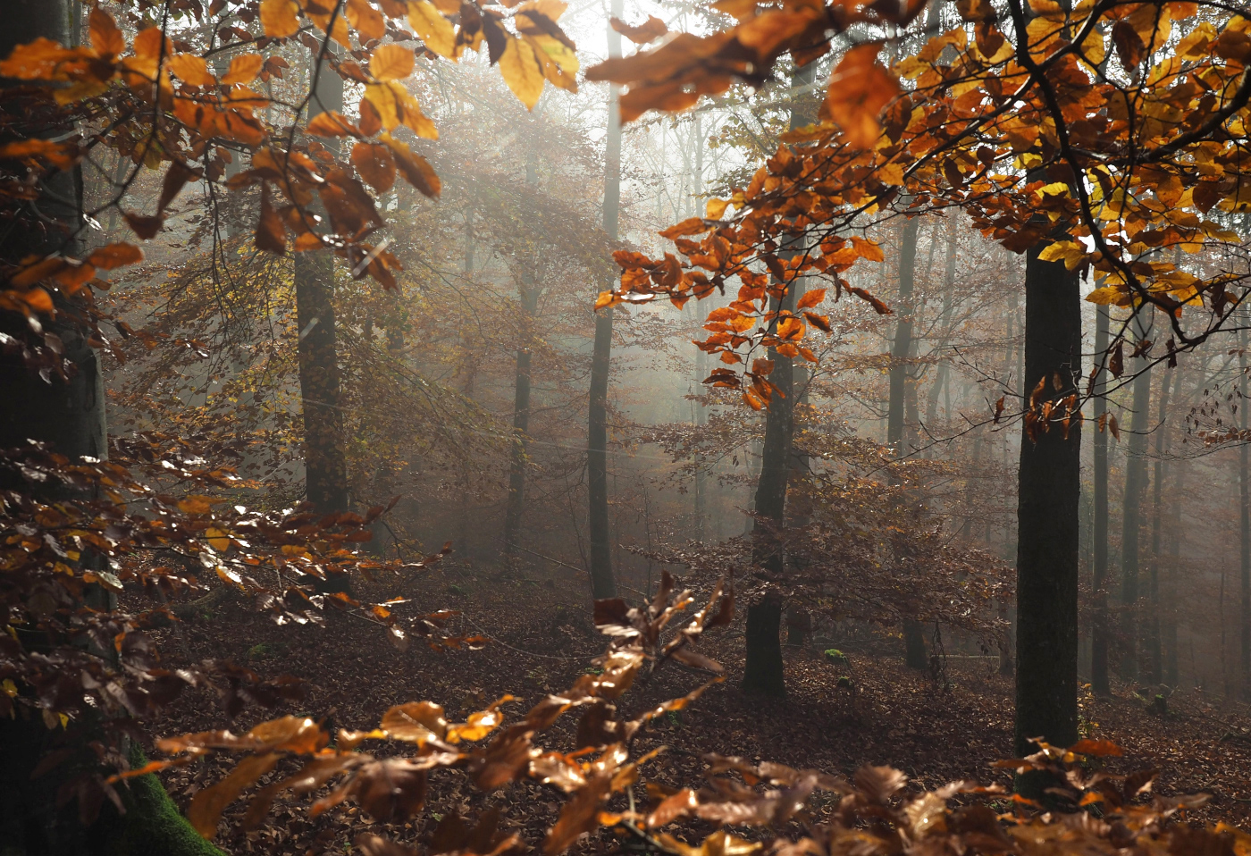 Herbstwald