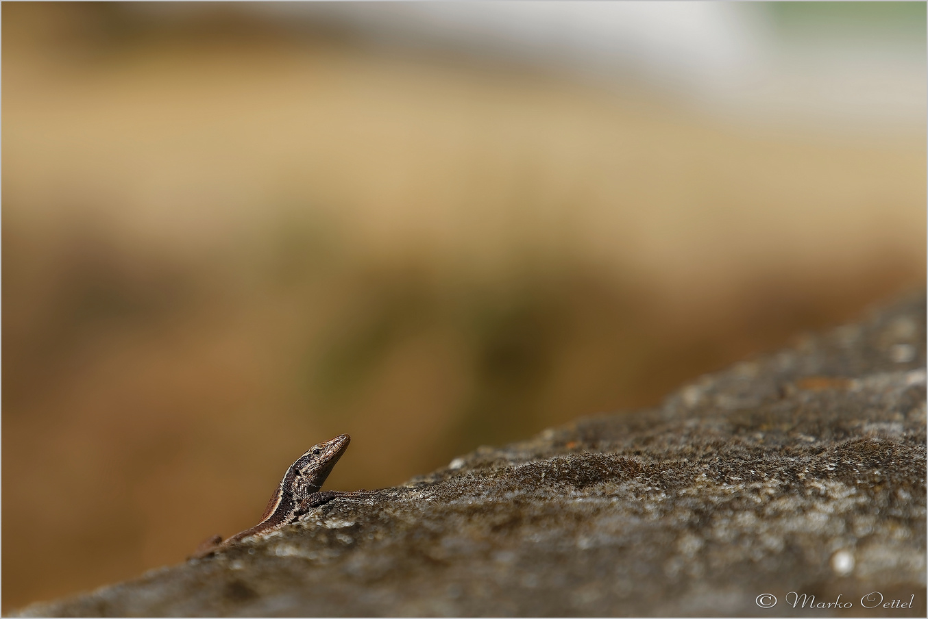 Mauereidechse (Podarcis muralis)