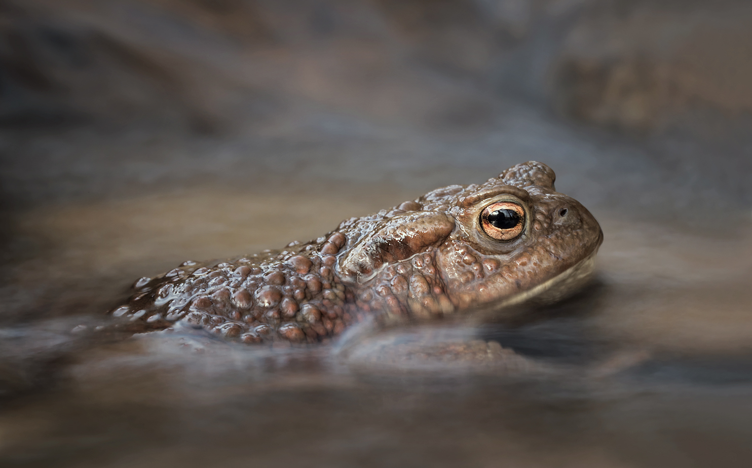 Bufo Bufo