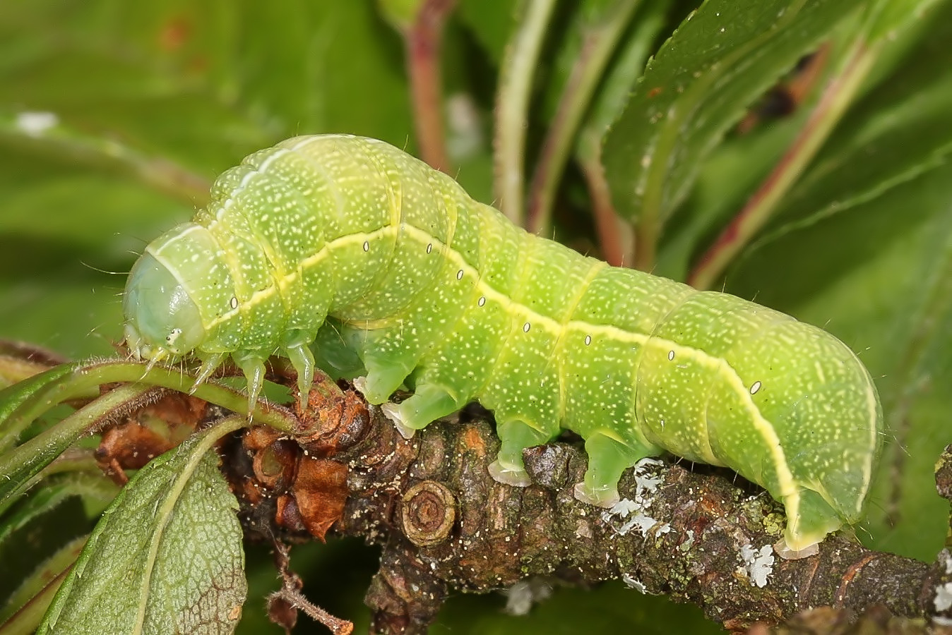 Die Variable Kätzcheneule