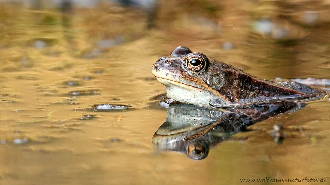 Im goldenen Wasser