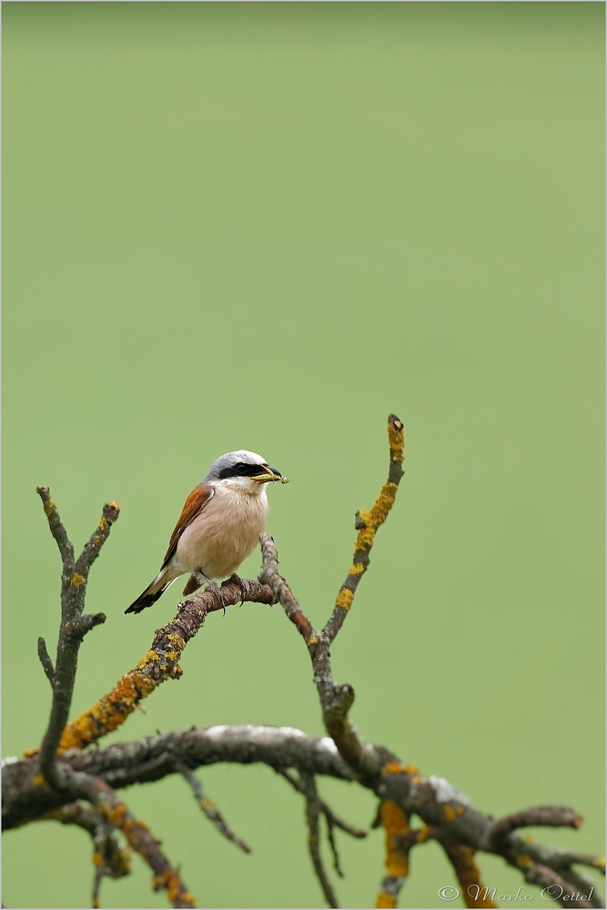 Neuntöter (Lanius collurio)