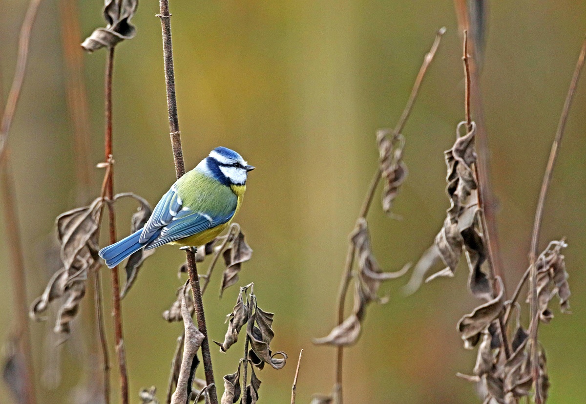 Auch Blaumeisen...