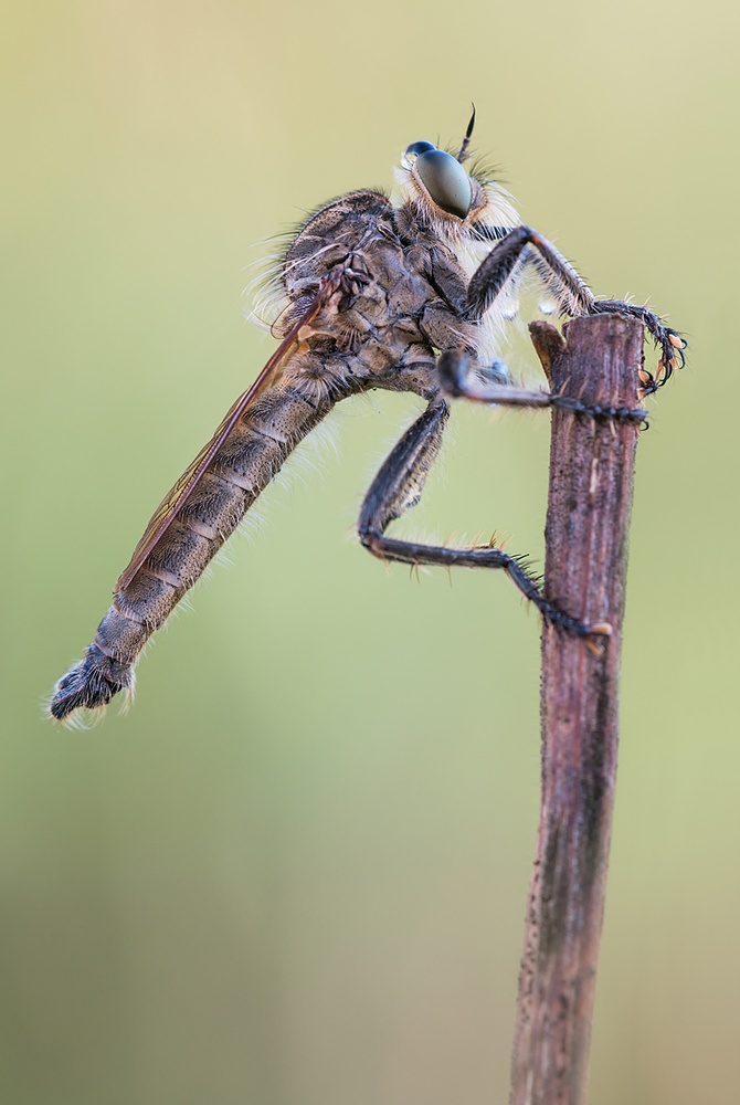 Schlichte Raubfliege...