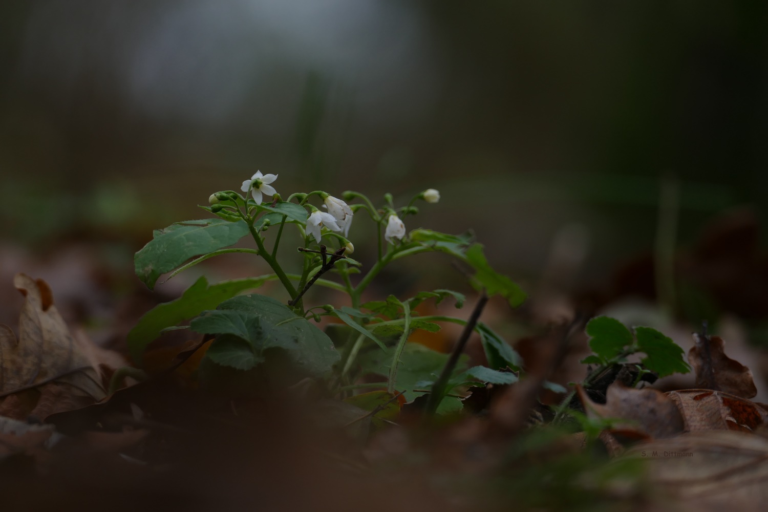 Im finstren Wald