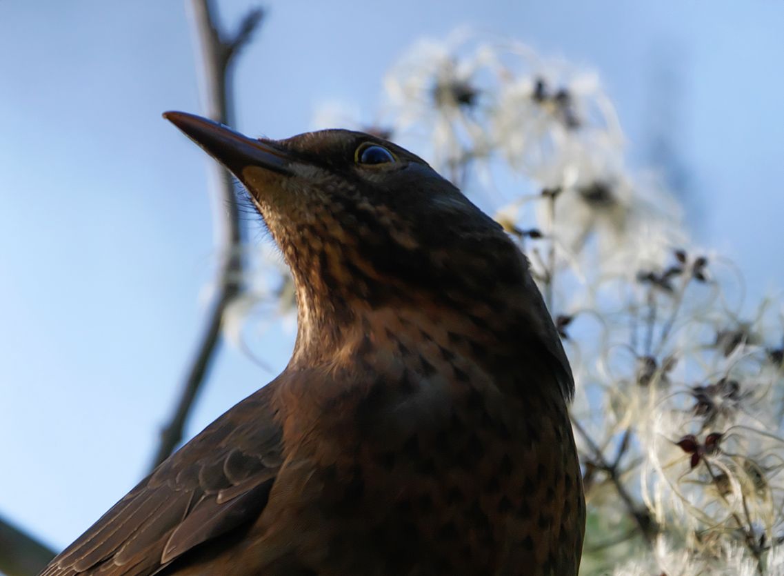 Frau Amsel