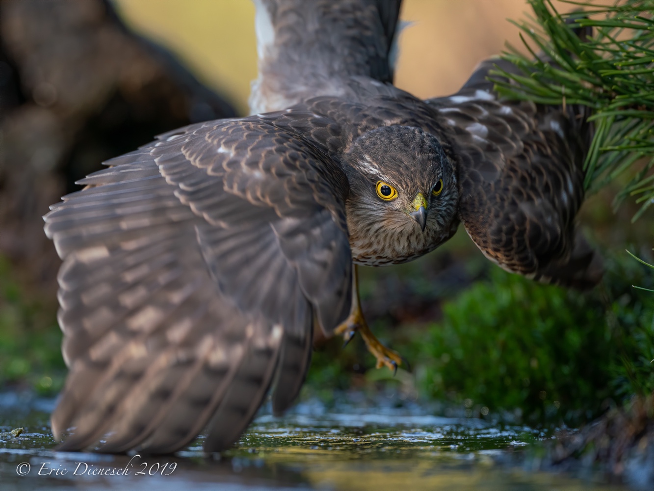 Dancing on Ice