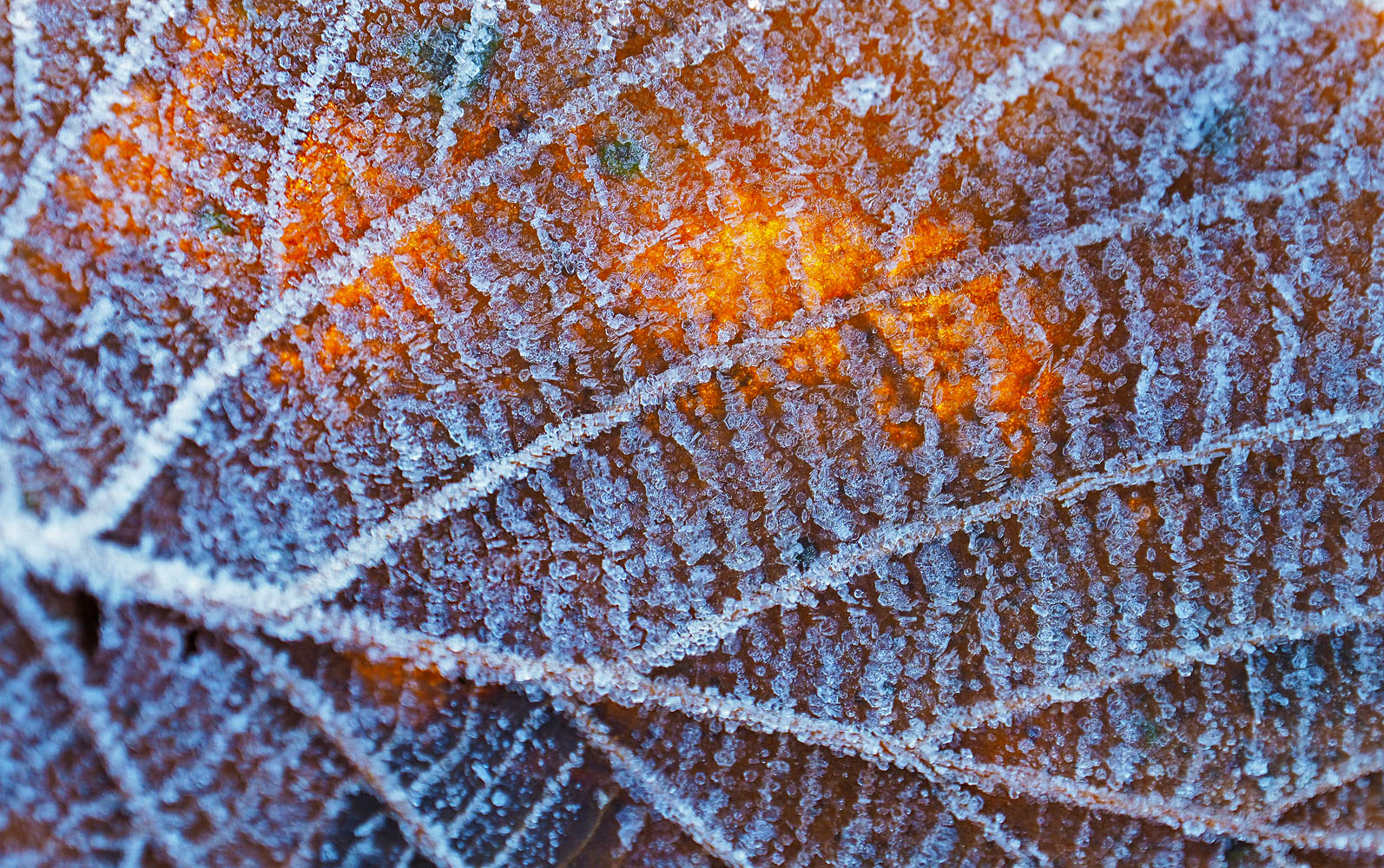 Frostblatt