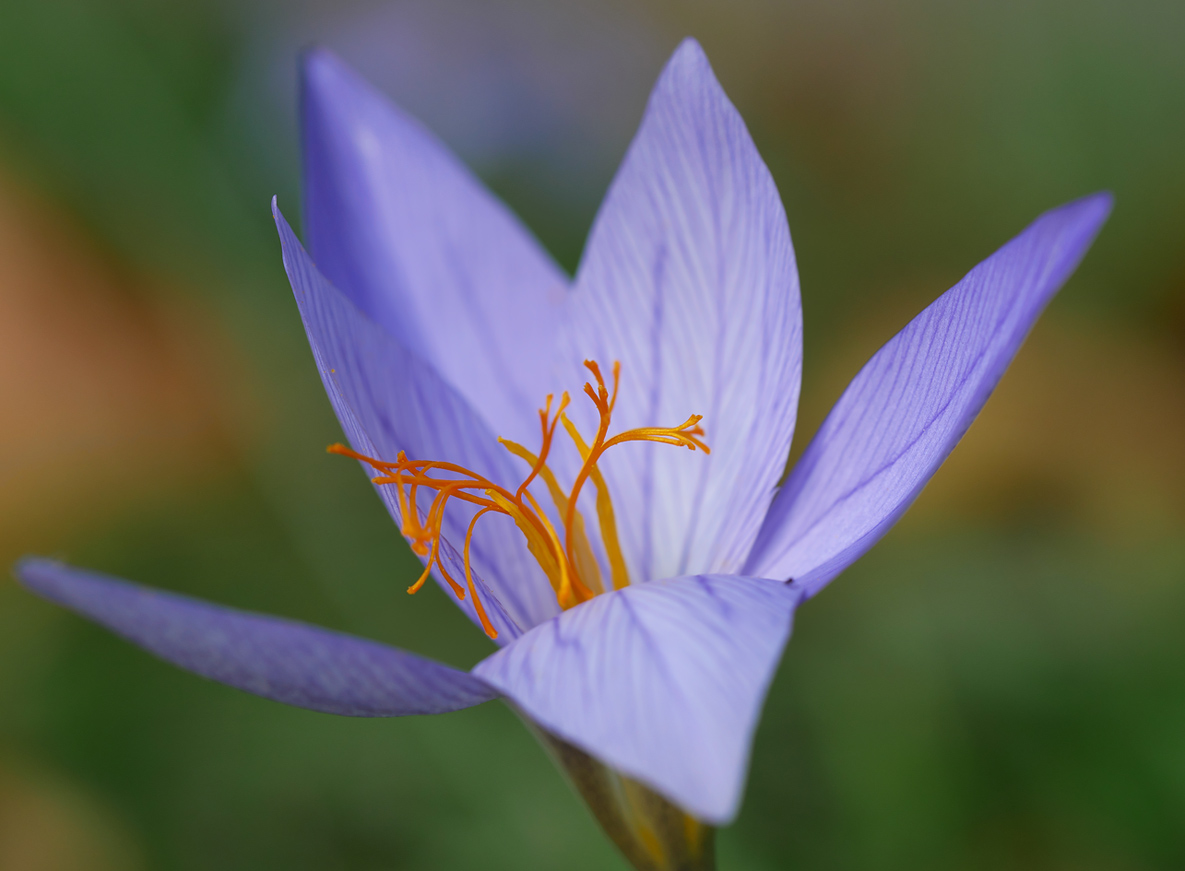 Herbst-Krokus