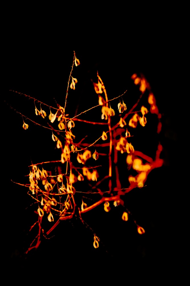 Lichterkette