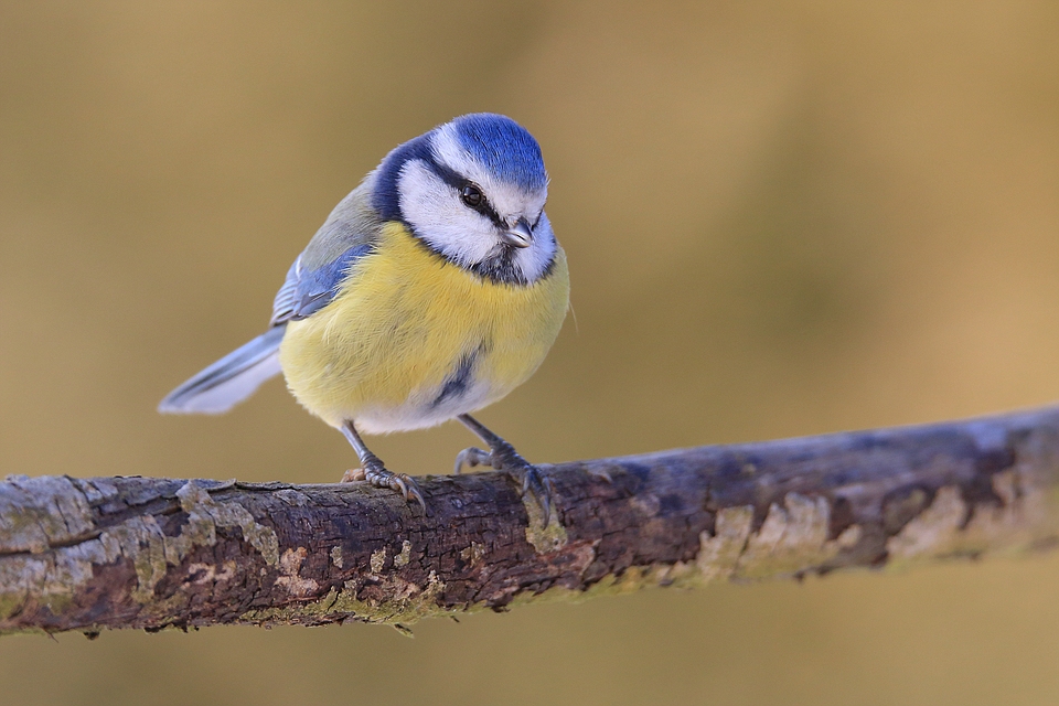 Blaumeise (Cyanistes caeruleus)