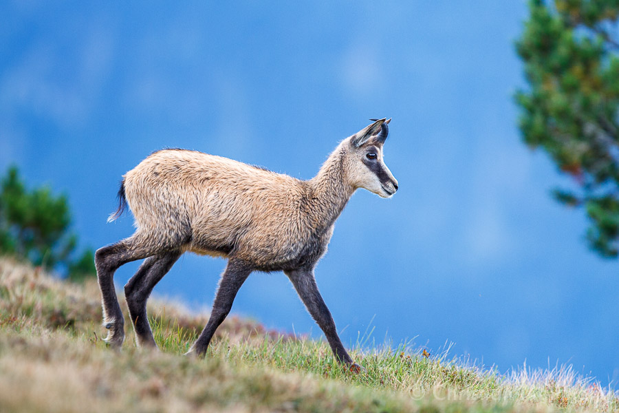 gams (Forum für Naturfotografen)