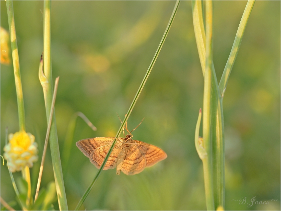 an einem Sommerabend