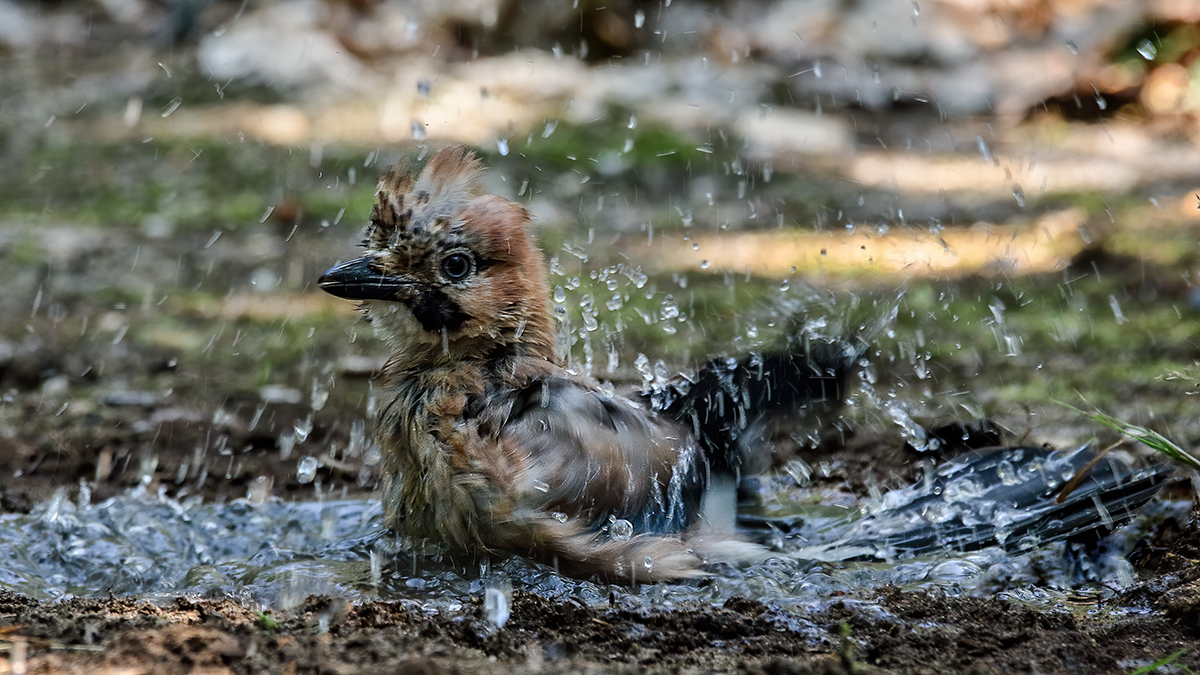 Eichelhäher in der Waldbadeanstalt II