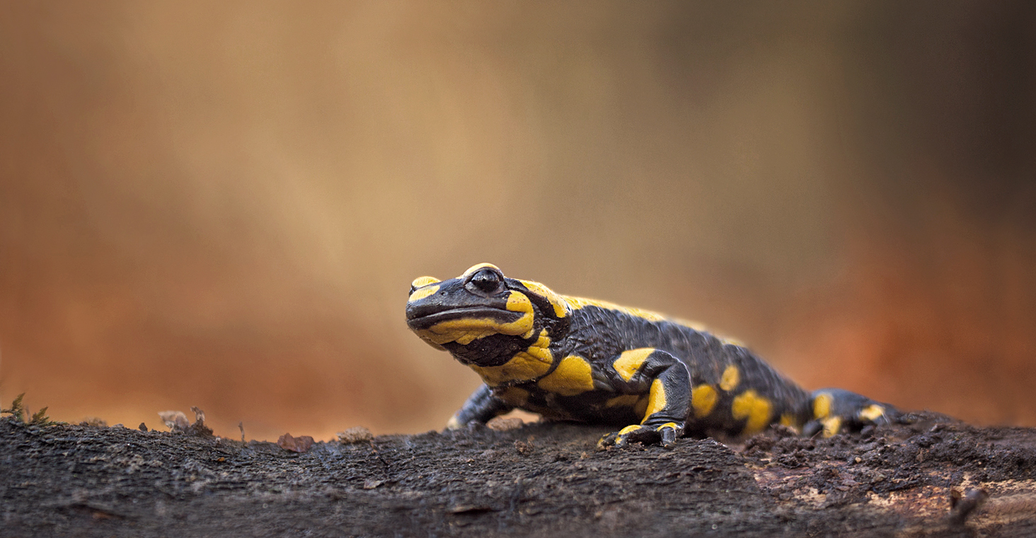 Salamandra,Salamandra