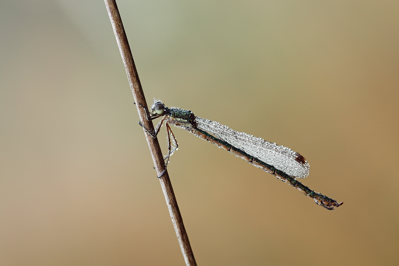 Kleine Binsenjungfer