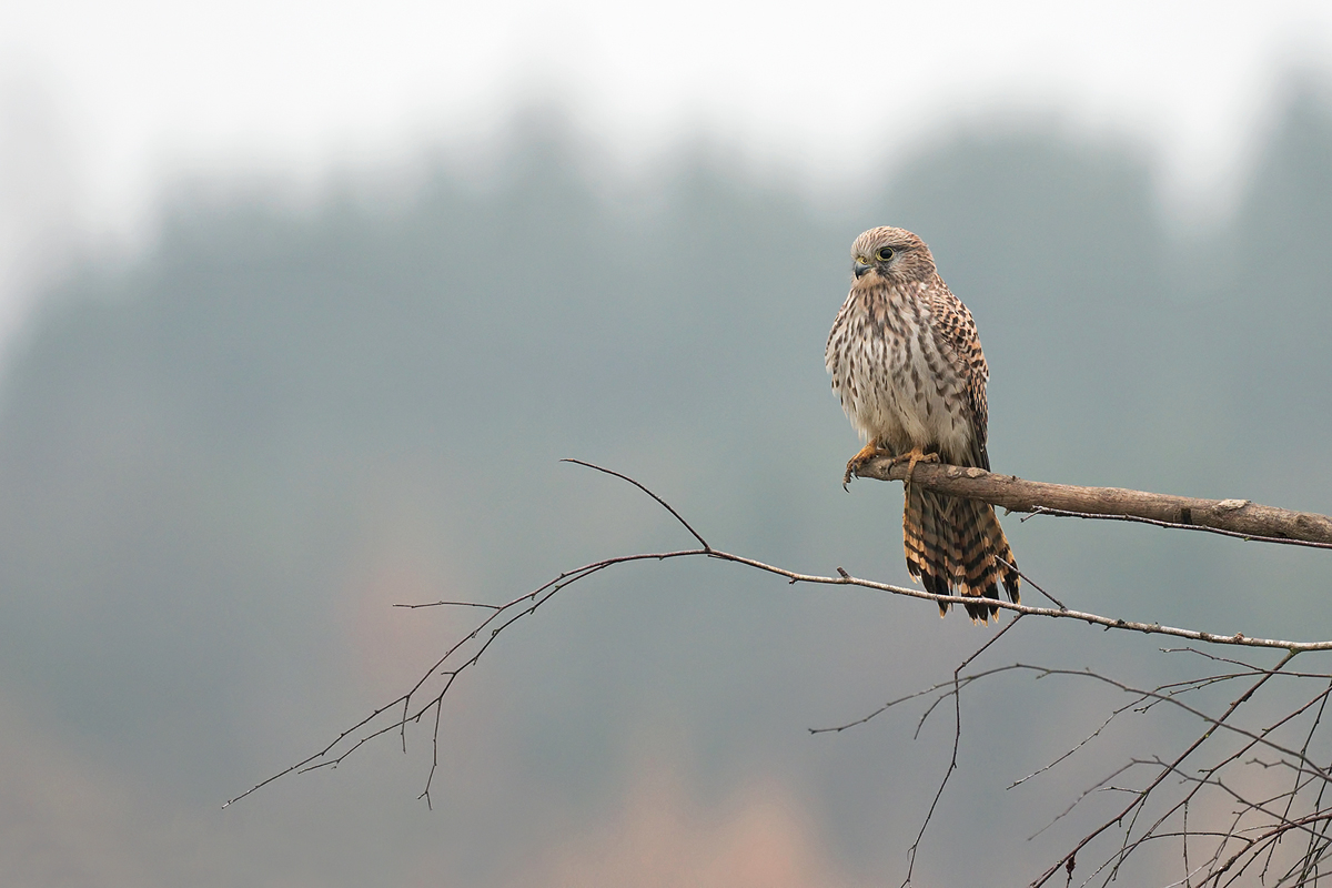 Turmfalke