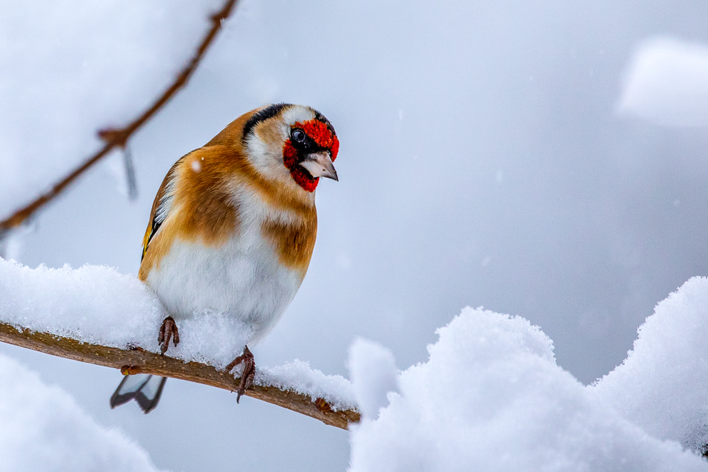 Im Schneegestöber