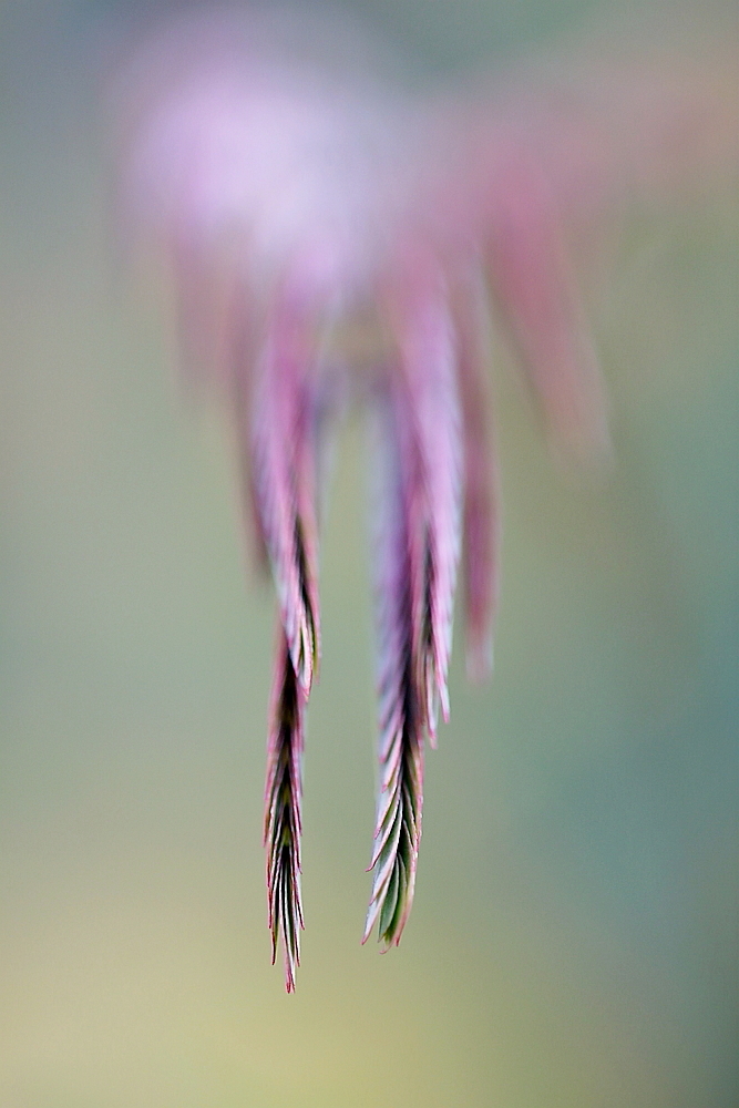 Albizia schläft