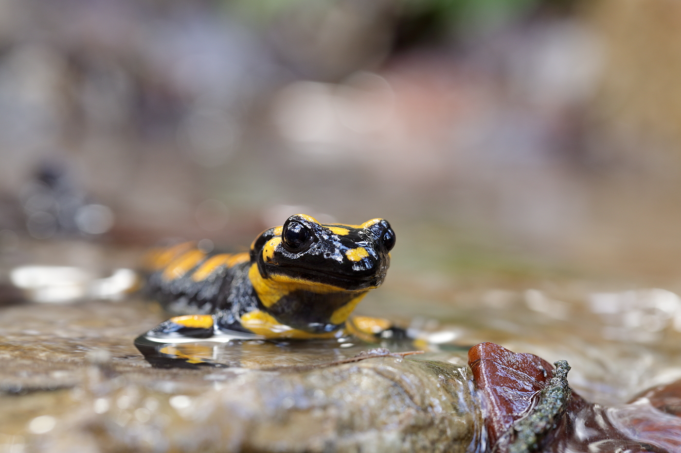 Salamandra salamandra