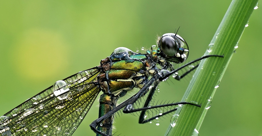 Libelle mit Helm