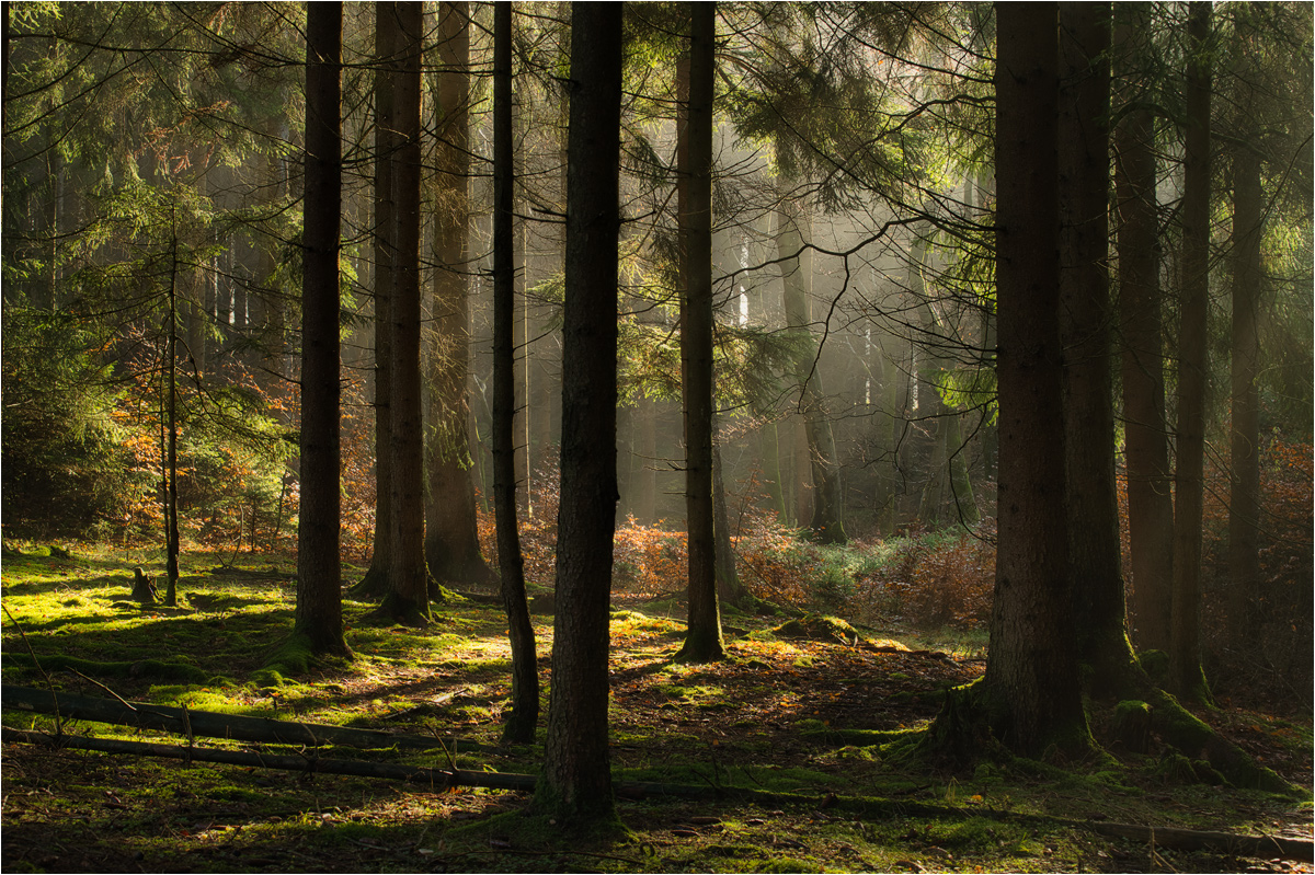Waldspaziergang