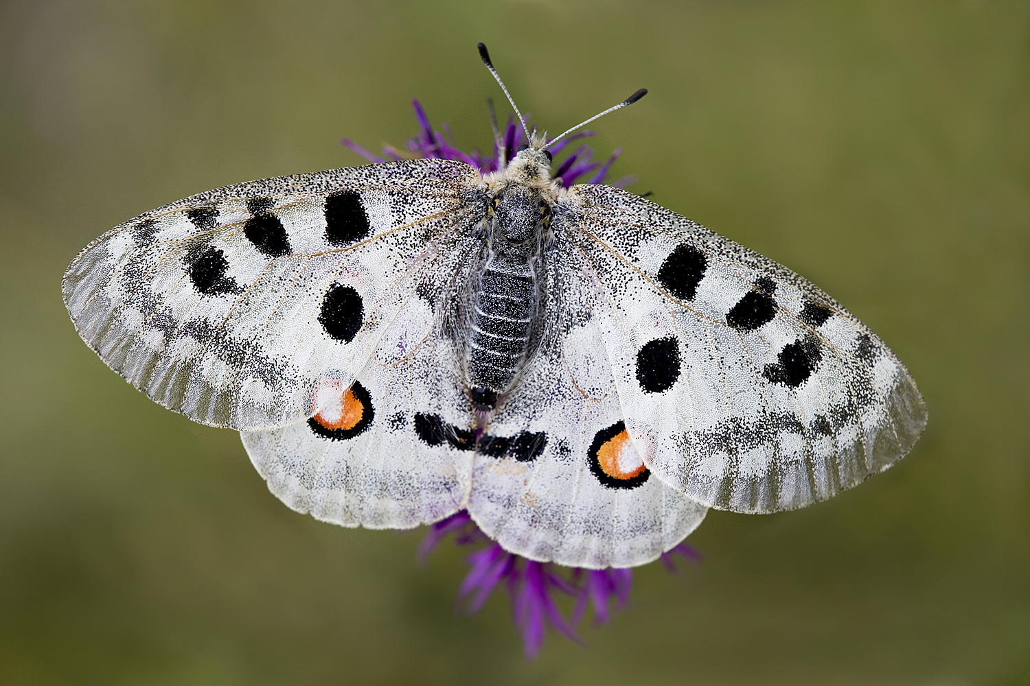 Parnassius apollo