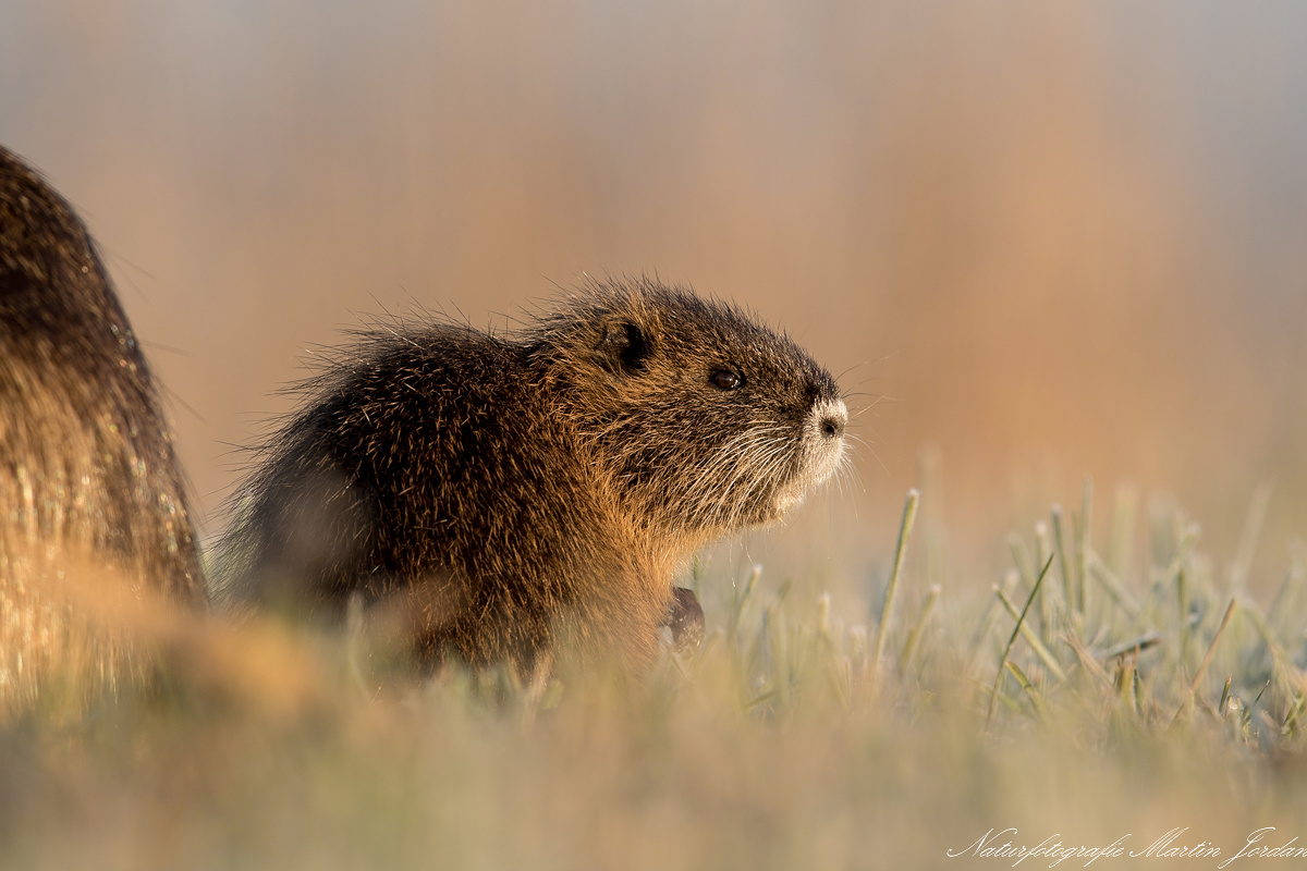 Babynutria