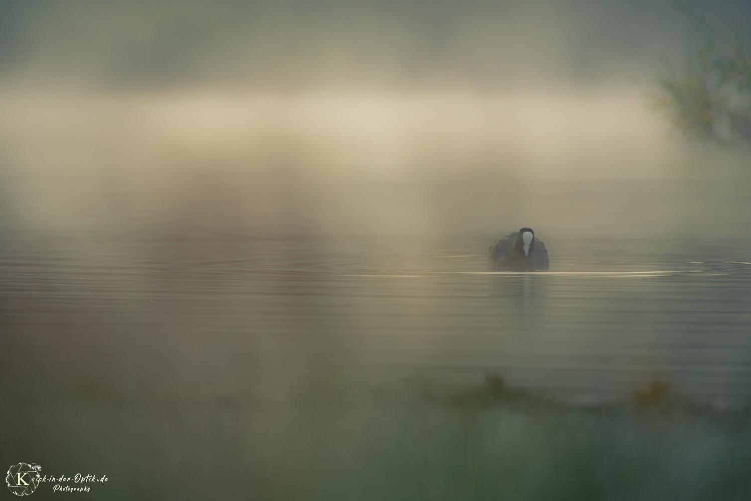 Aus dem Morgennebel