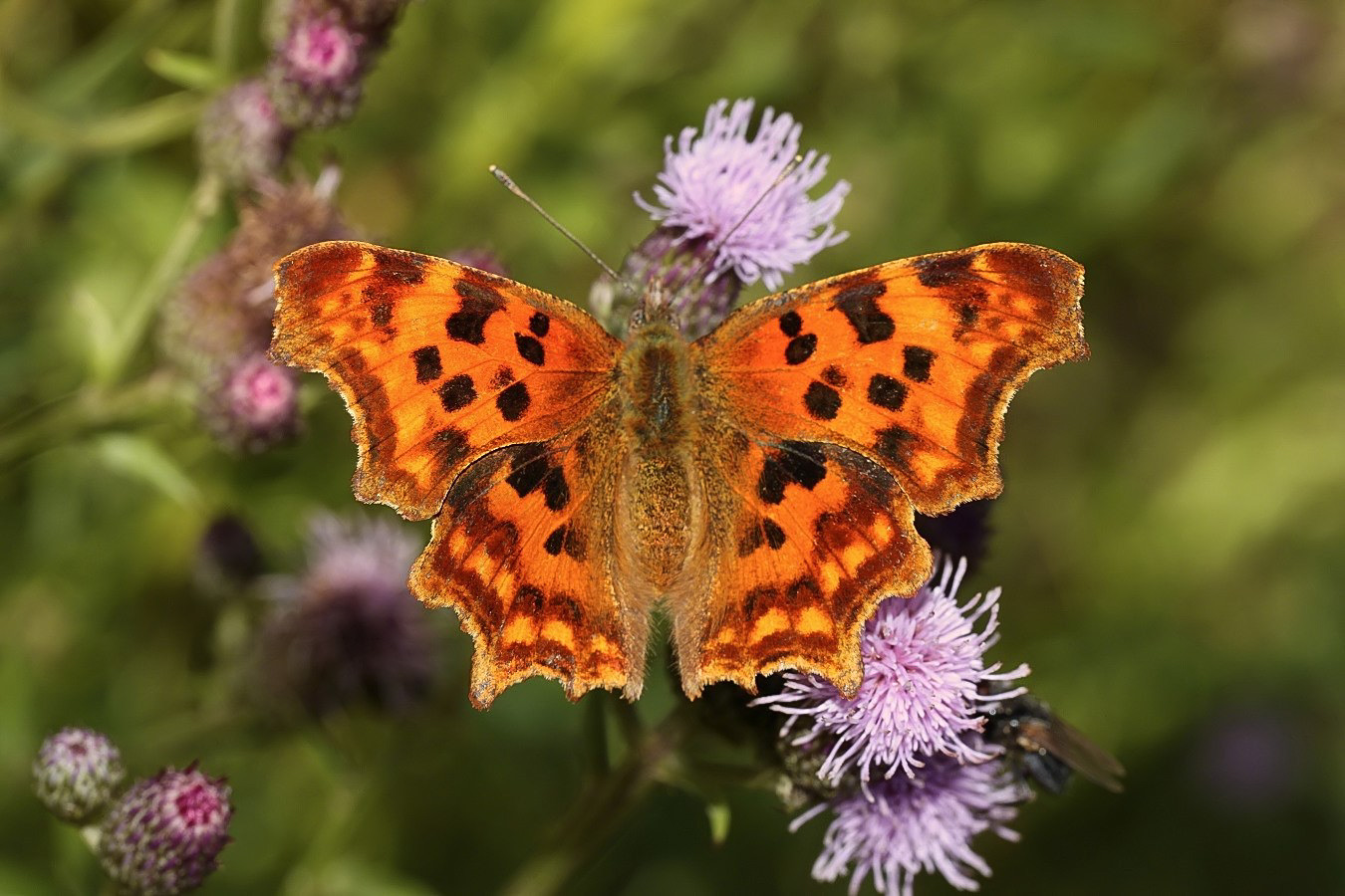 Vom Ei zum Schmetterling - der C-Falter - die Metamorphose