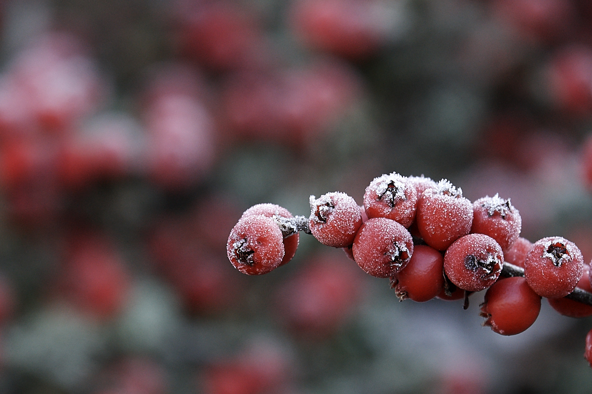 Frosted berries