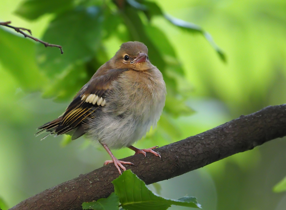 Junger Buchfink (Forum für Naturfotografen)