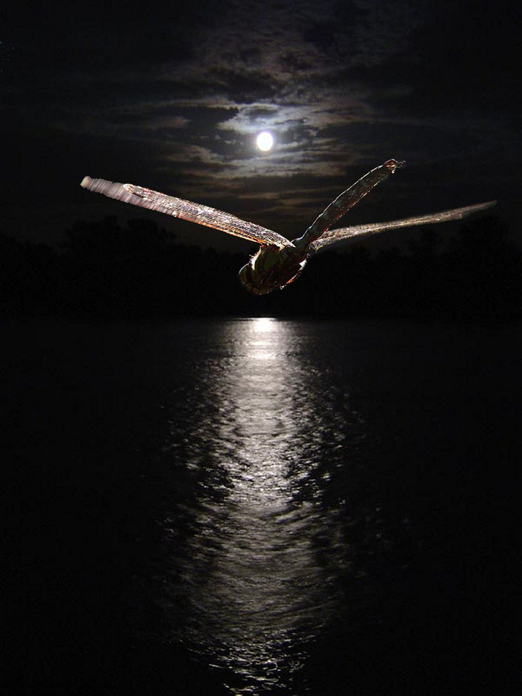 Nachtflug