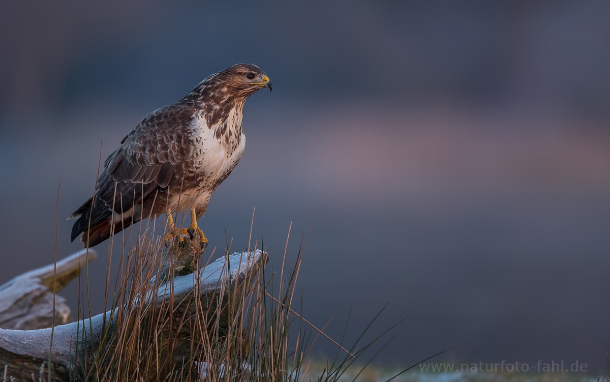 Mäusebussard