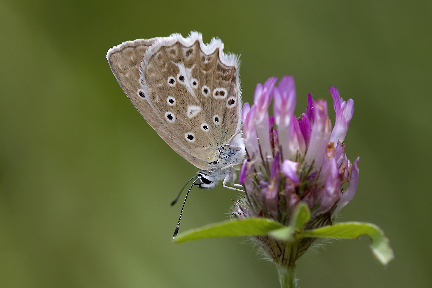 Polyommatus daphnis